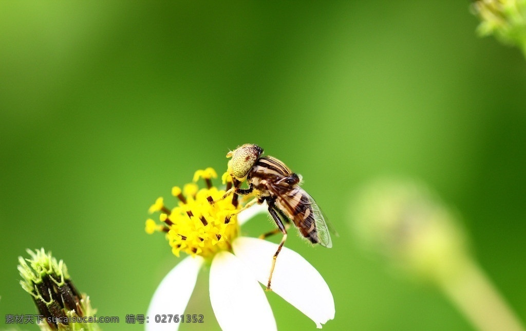 蜜蜂 蜜蜂采蜜 绿色 花 野花 蜜蜂和花 蜜蜂特写 生物世界 昆虫