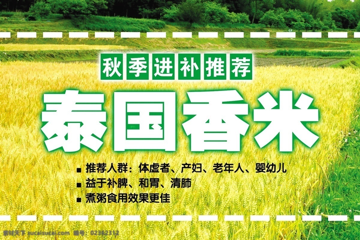 泰国 香米 分层 大米 米 水稻 源文件 模板下载 泰国香米 矢量图 日常生活