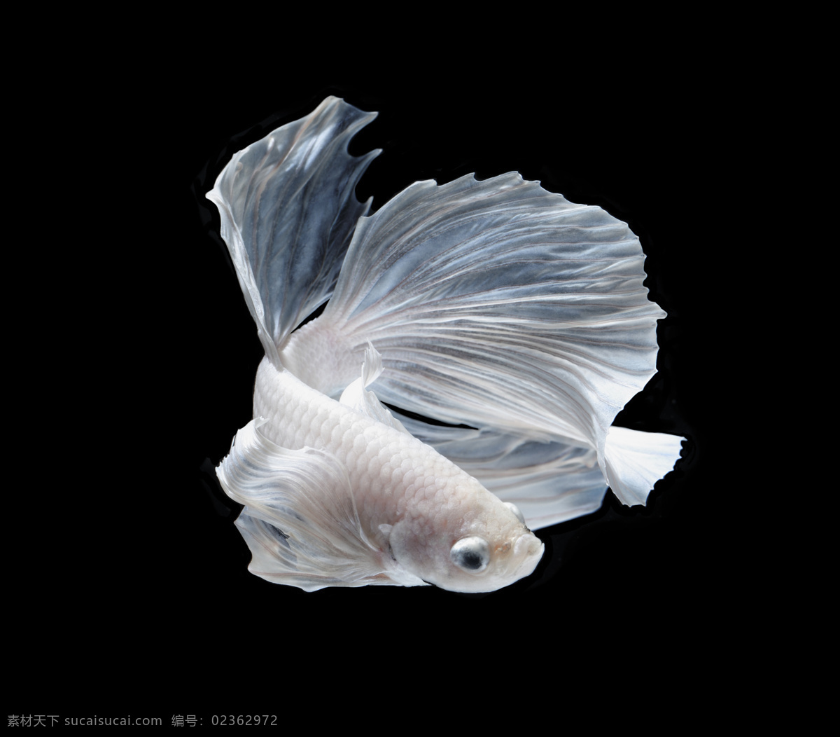 观赏鱼 斗鱼 热带鱼 彩色鱼 鱼 生物世界 鱼类