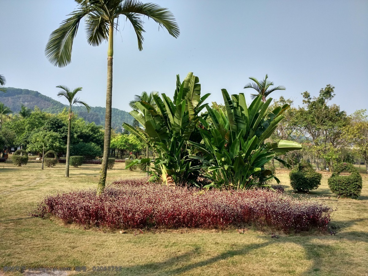 公园一角 松树枝 树木 松树 风景 绿地 草地 游玩 花园 绿色 大树 树林 照片 自然景观 自然风景