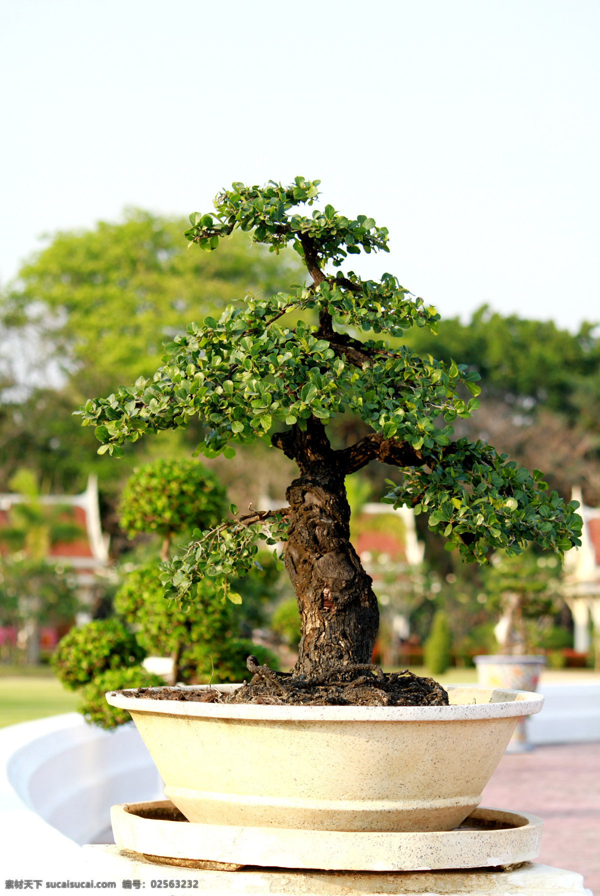 盆栽 盆景 精美盆栽 盆栽模型 室内盆栽盆 花卉植物 树木树叶 生物世界