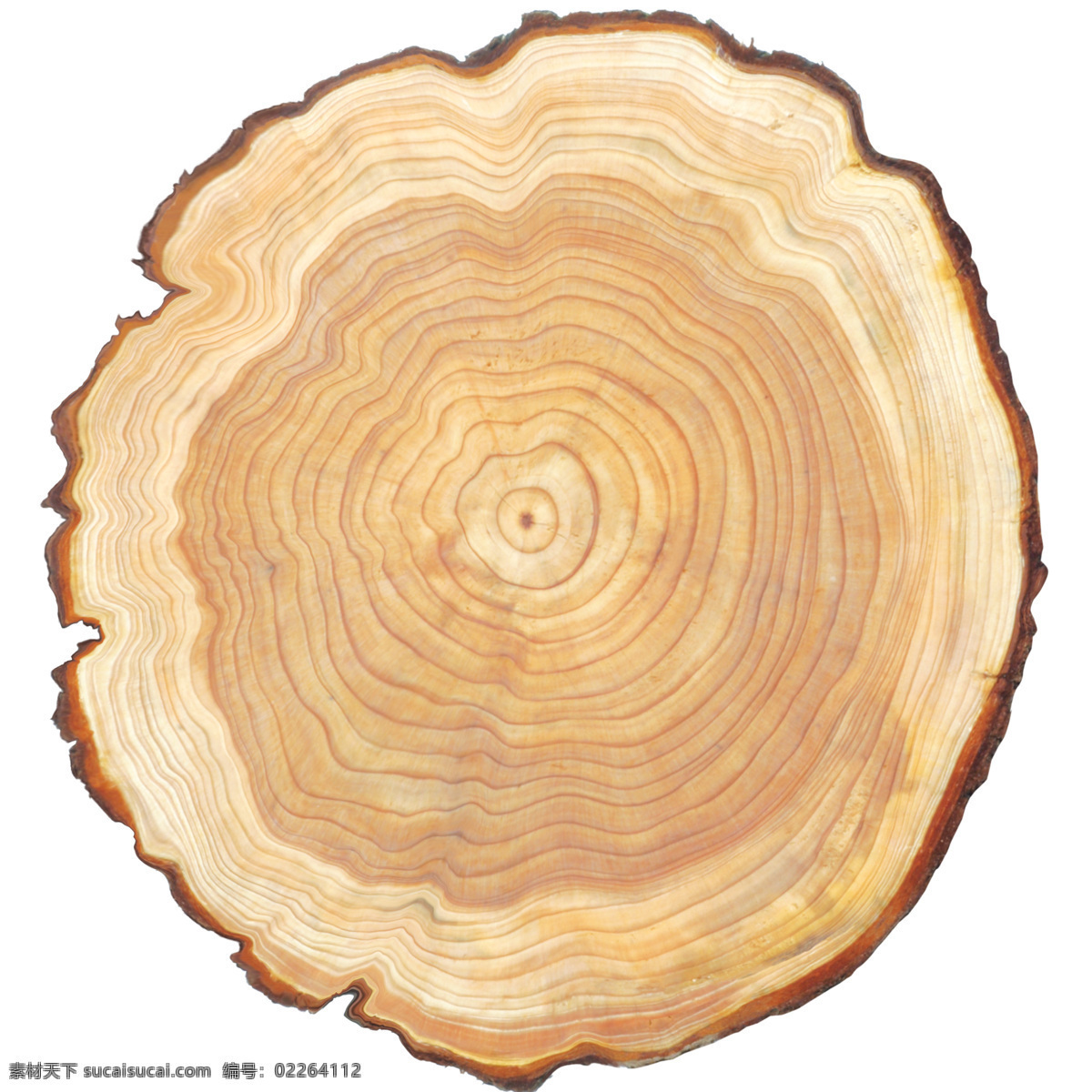 树木年轮 木板 地板 木纹 木材 木头 背景 底纹 树木树叶 生物世界