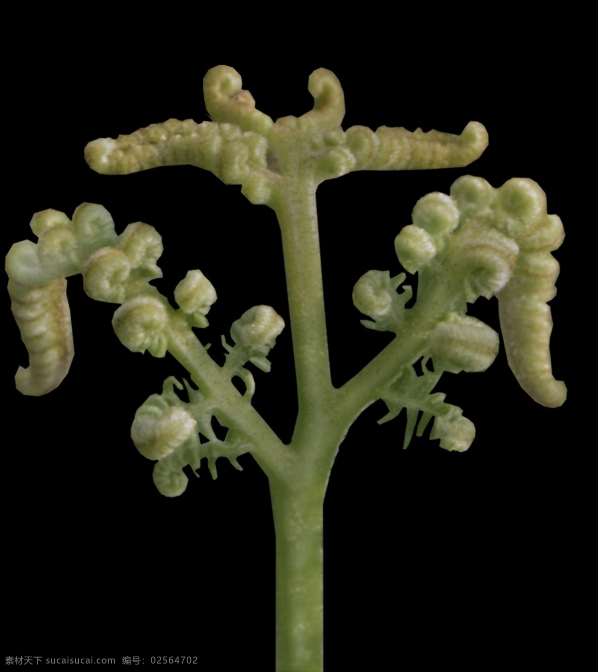 园林景观 植物 3d 模型 园林 树木 绿化 红花 景观素材 阔叶树