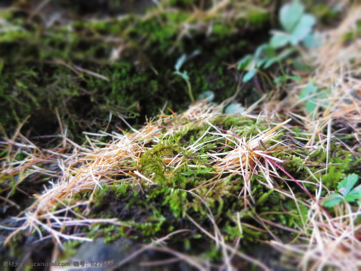苔藓 落叶 风景 特写 旅游摄影 自然风景