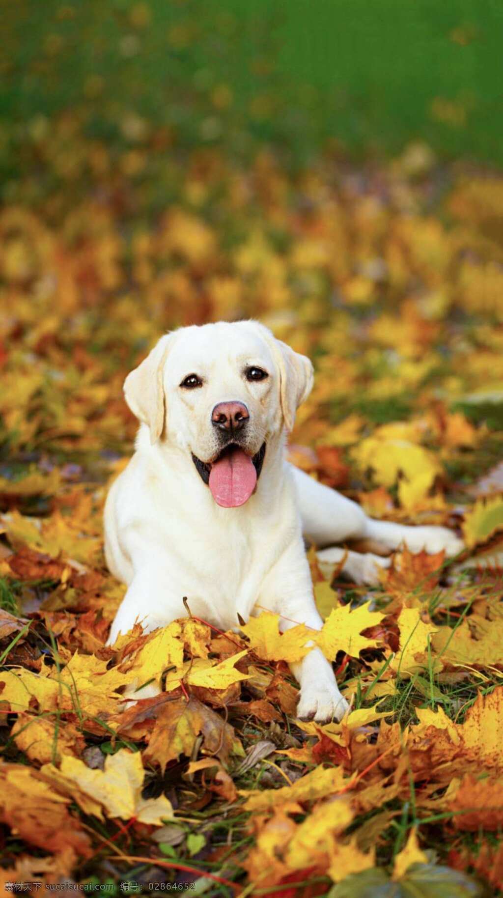 秋天 静卧狗 白黄色狗 可爱的狗 狗狗 生物世界 家禽家畜