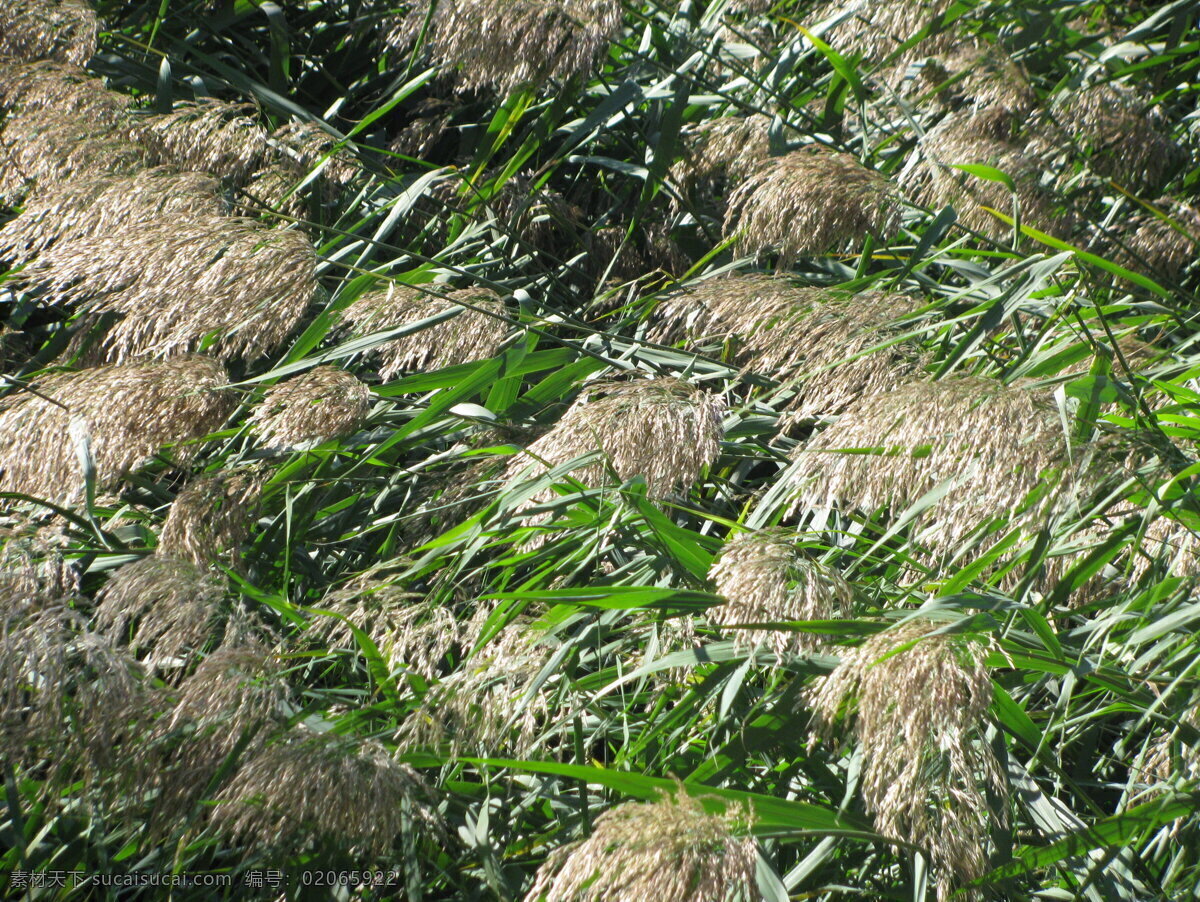 芦苇 芦花 苇塘 自然景观 背景 绿色背景 装饰画 植物 秋色 芦苇荡 自然风光 花卉大观园 生物世界 花草 灰色