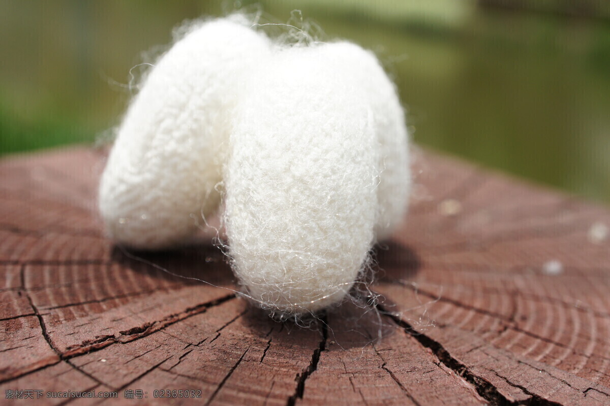 蚕茧 蚕蛹 蚕丝 真丝 桑蚕 蚕宝宝 家纺 家居 纤维 昆虫 生物世界