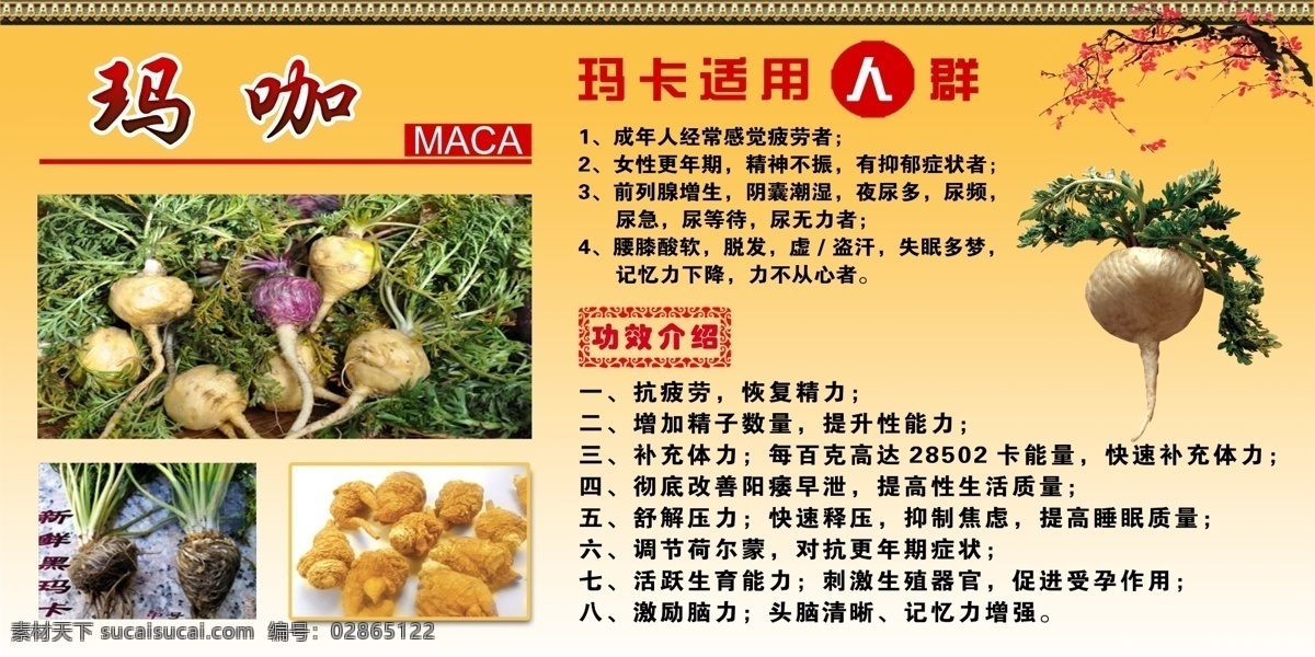 玛咖使用人群 玛咖 玛咖功效 使用人群 药用玛咖 治病