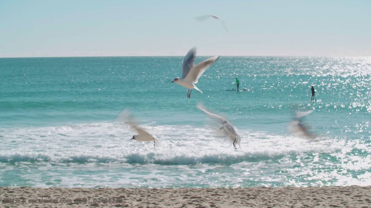 海滩上的海鸥 动物 自然 巴塞罗那 海滩 西班牙 西班牙的 太阳 阳光 夏天 假期 假日 旅行者 目的地 游客 旅游 沙 多沙的 海 岸 海岸线 海洋 欧洲 酒店 求助 地中海 白色 热带的 海鸥 鸟 飞行