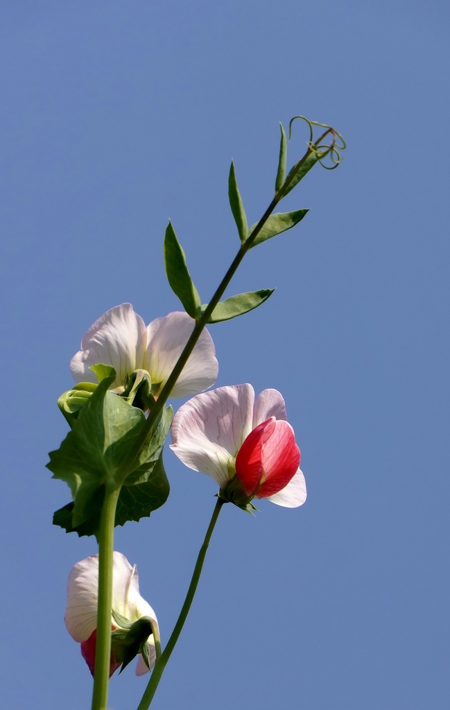 豌豆花图片 青豆 花麦豌豆 花寒豆 花雪豆 花毕豆 花麻累等 花荷兰豆 花回鹘豆 豌豆花 作物花 红色豌豆花 紫色豌豆花 蓝色豌豆花 白色豌豆花 艳丽 娇艳 唯美 已经 花卉 花朵 花艺 园艺 插花 花束 植物花朵 农业花朵 田地花朵 田园花朵 豌豆花朵 粉色豌豆花 豌豆花景 生物世界 花草