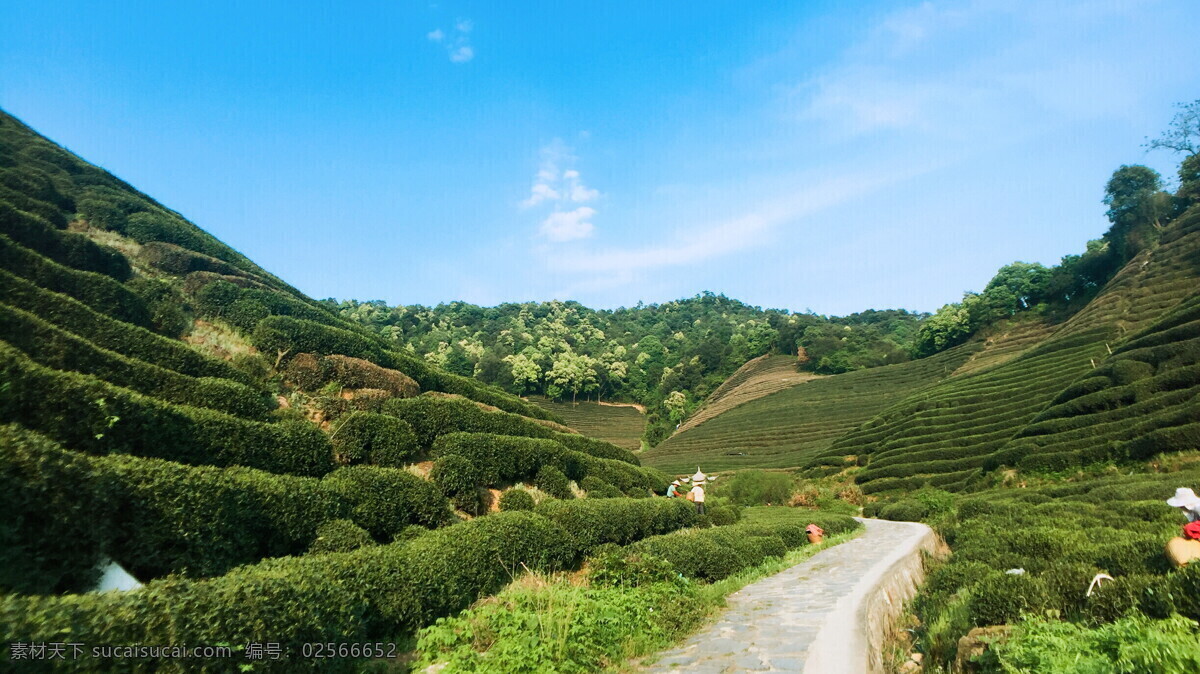 茶山采茶 茶山 采茶 茶叶 山中 小路 路小屋 茅屋 山 树 植物 园林 梯田 旅游摄影 自然风景