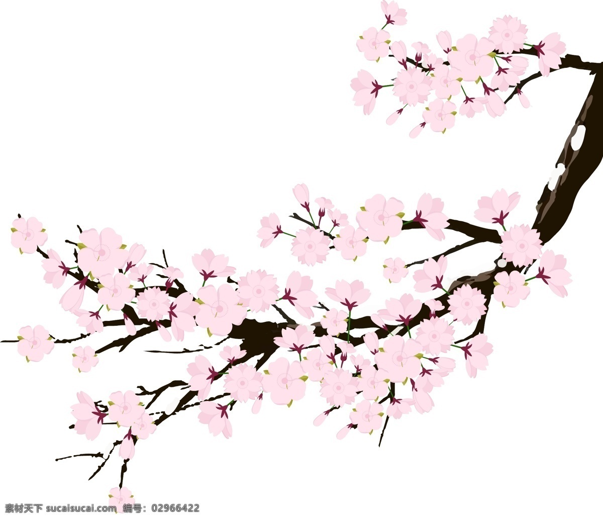 樱花 粉色 鲜花 原创 花朵 矢量 元素 树枝