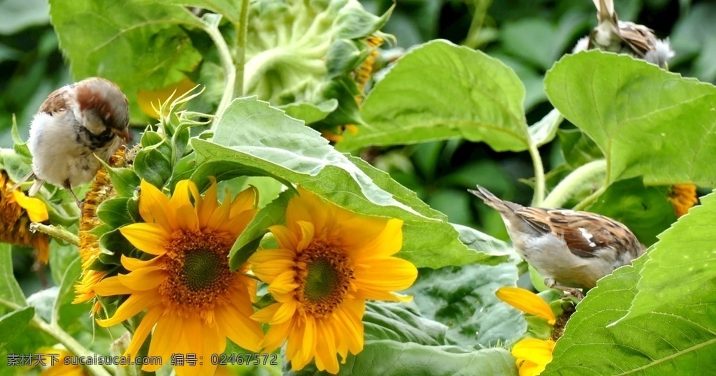 花 小鸟 花实拍 花视频 实拍 实拍花 实拍高清 实拍视频 向日葵 向日葵实拍 向日葵视频 实拍小鸟视频 多媒体 动物植物 mp4