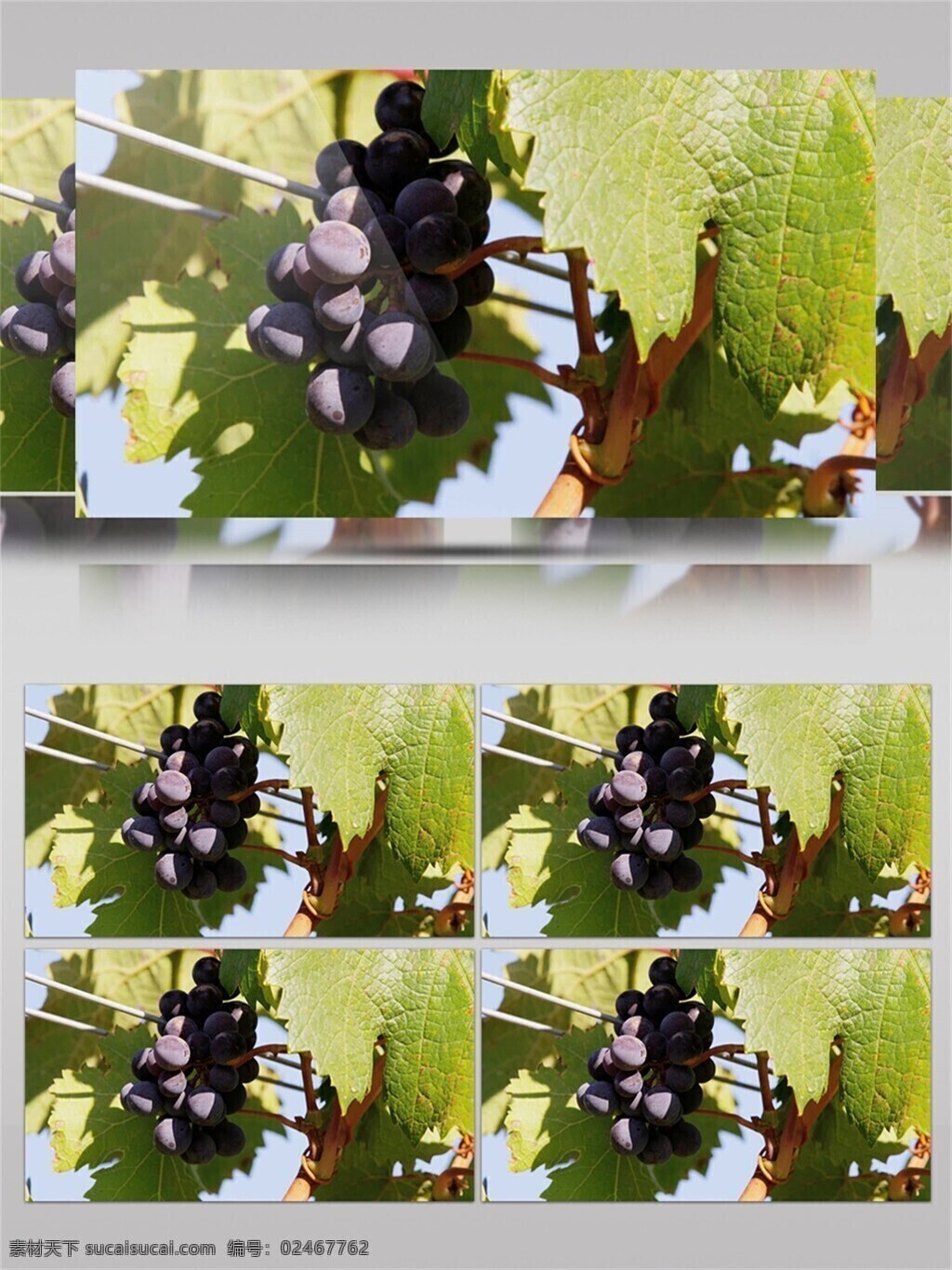新鲜 美味 紫 葡萄 视频 音效 采摘 葡萄种植 紫色 绿色 叶子 生长过程 视频音效