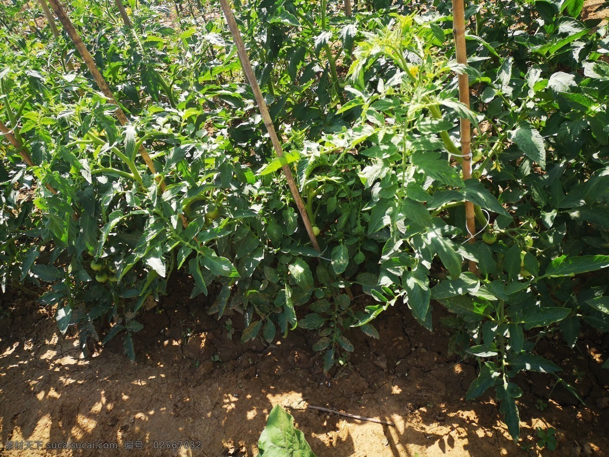 番茄地 新鲜 绿番茄 正在生长 枝上绿番茄 挂枝绿番茄 挂在枝头番茄 菜地里 的绿番茄 青番茄 未成熟的番茄 绿果 生果 结果 坐果色 农田 田地 绿西红柿 生长期 健康 蔬菜 绿色 营养 番茄 特写 西红柿 新鲜美食 营养微绿素 青西红柿 番茄种植 高品质蔬菜 生态原产地 有机蔬菜 花草树木 旅游摄影 国内旅游