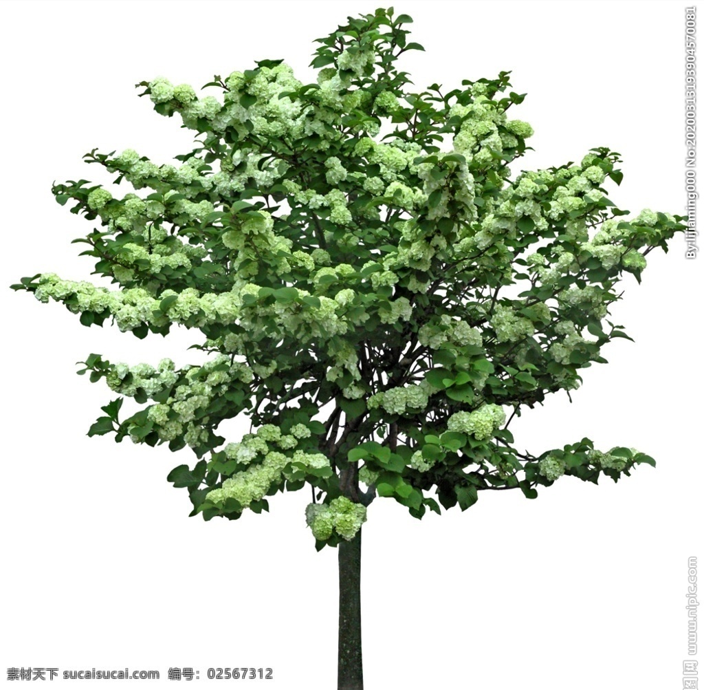 园林植物 绣球荚蒾 景观绿化 植物 树种 绿化树种 景观树 园林景观 环境设计 园林设计