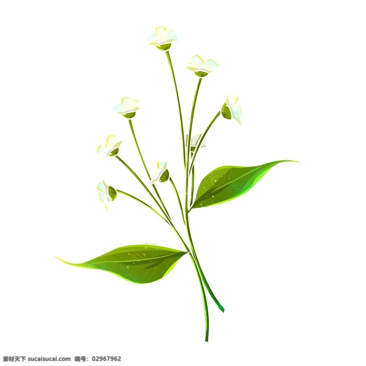 白色 小野 花花 草 植物 商用 花草 小白花 小野花 朵朵小花