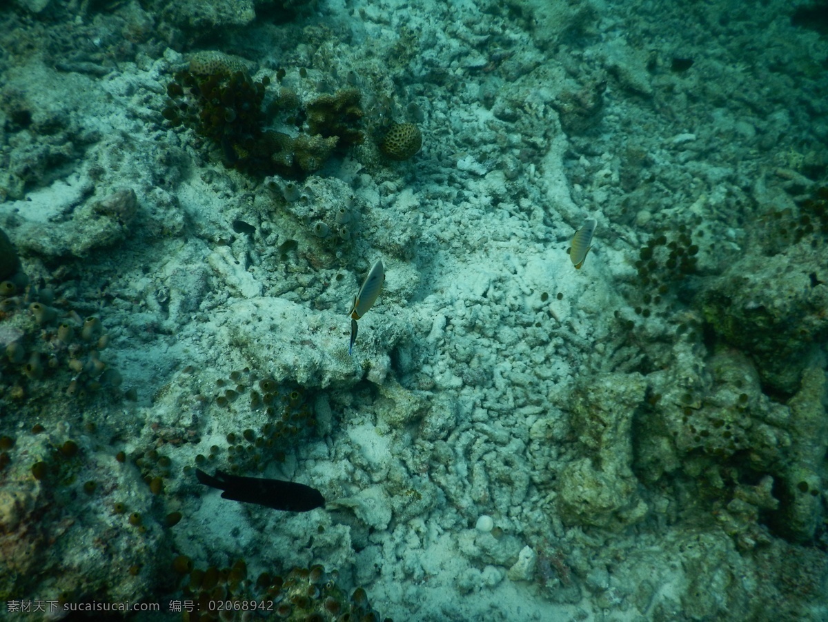 海底世界 马尔代夫 珊瑚礁 大海 海水 海洋 蓝色海洋 清澈 湛蓝 热带 生物 摄影作品 自然景观 自然风景