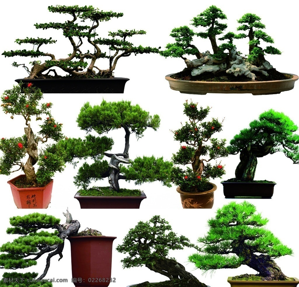 盆景 盆栽 松树 盆景小品 盆景艺术 盆景树木 盆景作品 园艺 分层