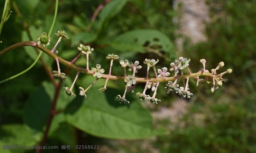 商陆图片 章柳 山萝卜 见肿消 倒水莲 金七娘 猪母耳 南方商陆 北方商陆 中国商陆 朝鲜商陆 日本商陆 印度商陆 商陆果实 商陆根须 商陆叶子 商陆种子 春天商陆 夏天商陆 秋天商陆 冬天商陆 春季商陆 夏季商陆 秋季商陆 冬季商陆 中药 中药商陆 中医药 中医学 草药 中草药 生物世界 花草