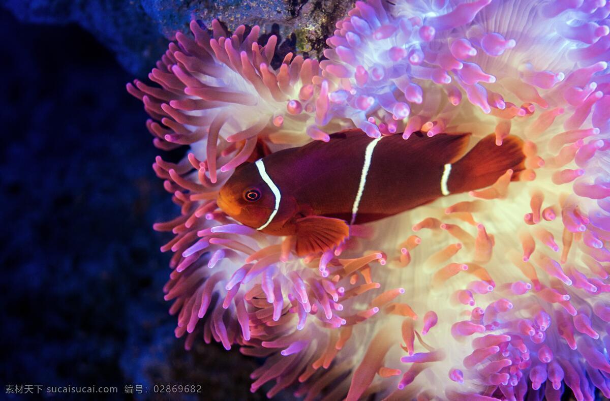 海底世界 海底 珊瑚 海龟 热带鱼 咸水鱼 海洋生物 海洋景观 鲸鱼 鲨鱼 乌龟 鲤鱼 钓鱼 金鱼 锦鲤 大海 海鱼 海洋馆 海洋世界 海洋 海底总动员 海豚 海底背景 海洋背景 水族馆 水族世界 深海鱼宫 水下世界 海底鱼 海洋鱼 海底生物 鱿鱼 鱼群 虾 水母 海马 河鱼 观赏鱼 生物世界 其他生物