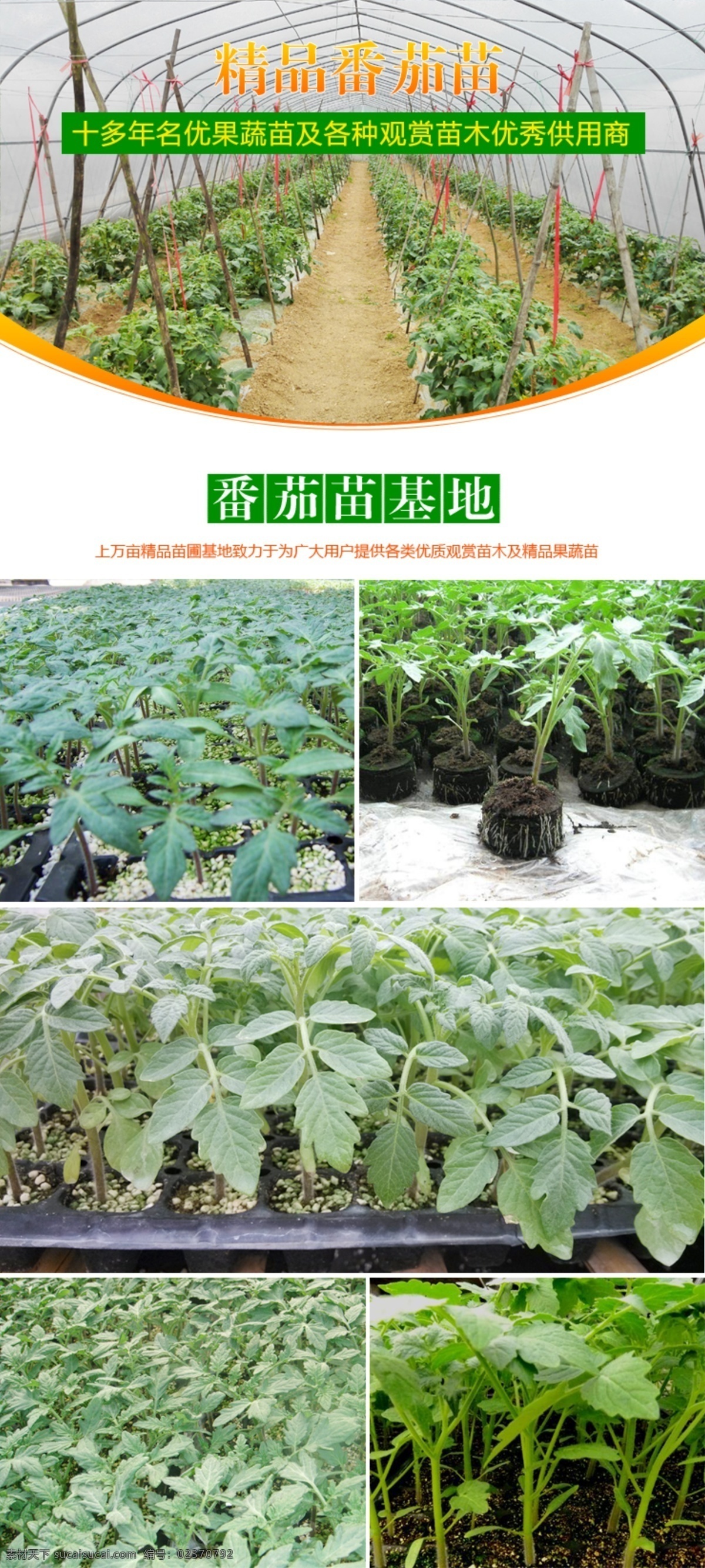淘宝 苗木 番茄 苗 详情 商品 番茄苗 店铺 宝贝 详情页 详情设计 详情模板 淘宝苗木详情 共享设计 web 界面设计 中文模板