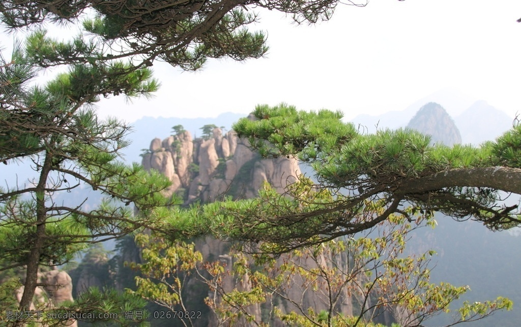 黄山风光 黄山旅游 黄山美景 黄山云海 旅游 云海 松树 高山 风景名胜 自然景观 安徽黄山 黄山秋色 黄山 安徽旅游景点 黄山景色 黄山山峰 山峰