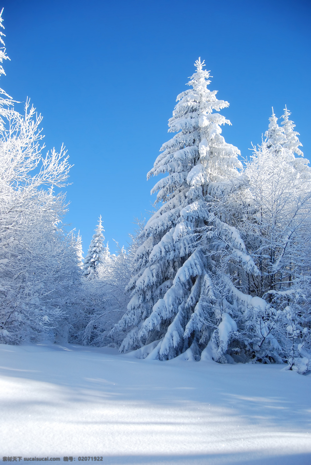 冬季雪景 树林 树木 雪地 冬天雪景 树枝 雪景 冬季风景 冬天风景 自然风光 自然景观 自然风景