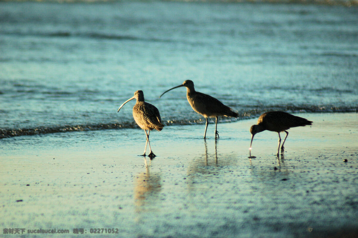 动物摄影 海鸟 海鸟图片 鸟类 鸟类素材 鸟类图片 生物世界 滩 上 海滩上的海鸟 空中动物 禽鸟摄影 鸟类图片专辑 psd源文件