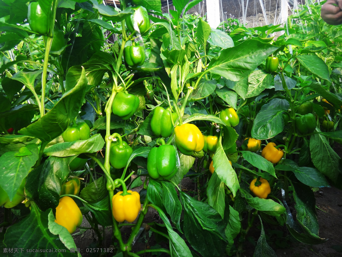 彩椒 彩椒种植 甜椒 甜辣椒 甜椒种植 蔬菜 蔬菜种植 寿光蔬菜 生物世界