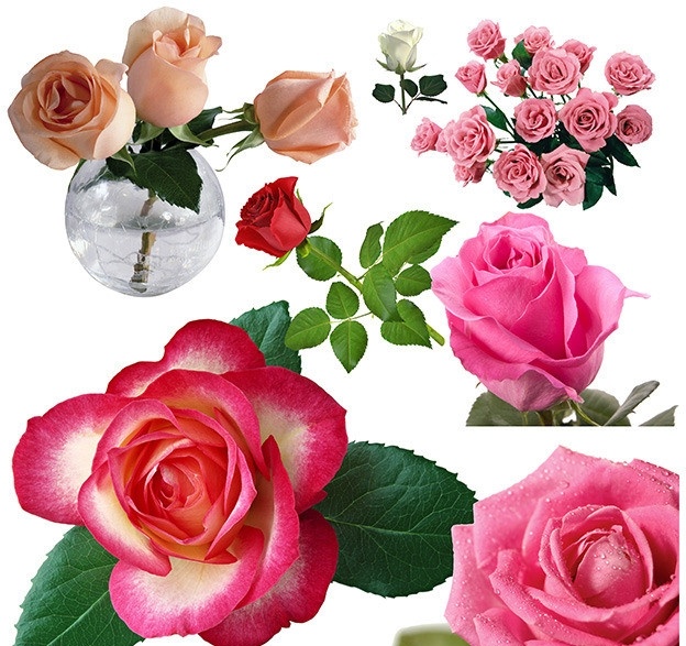 玫瑰花素材 玫瑰花 花束 红玫瑰 白玫瑰 粉红玫瑰 双色玫瑰花 花瓶 分层 源文件