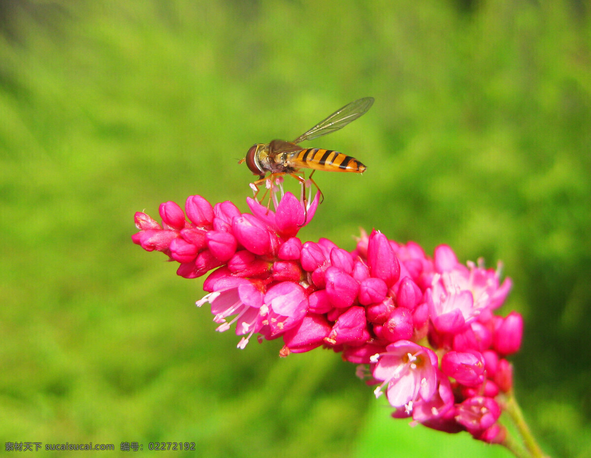昆虫 生物世界 微距 阳光 采蜜的食蚜蝇 一只食蚜蝇 黄 黑 相间 身体 紫红色 红 蓼 花 采蜜 微距昆虫一组