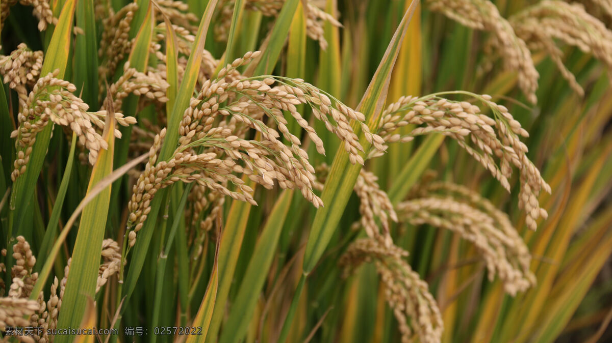 成熟的水稻 绿色的水稻 稻子 稻田 郁郁葱葱 农作物 庄稼 田园风光 禾苗 农业种植 种植业 农业 生物世界 其他生物