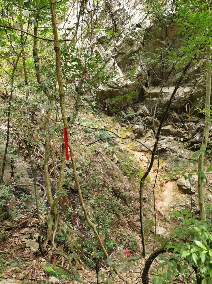 森林穿越图片 原始森林 绿色 自然 深山 森林 密林 丛林 徒步 农村 自然风景 自然景观