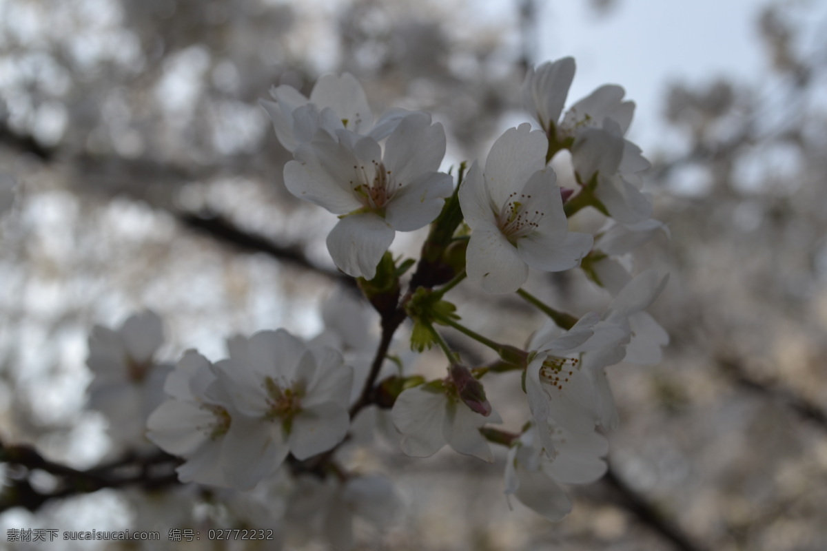 白色樱花 唯美 白色 樱花 特写 风景 公园 春天 花草 生物世界