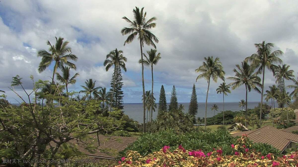 毛伊岛 花 棕榈树 海 纳 股票 视频 岛 粉红 红 热带 树 夏威夷 棕榈 其他视频