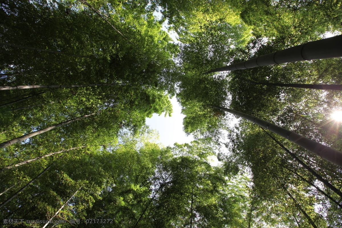 竹海 旅游摄影 人文景观 生物世界 树木树叶 蜀南风光 参天竹海 宜宾 蜀南 矢量图 日常生活