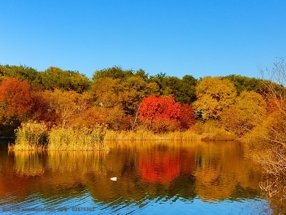 哈尔滨 太阳岛 自然风景 风景壁纸 风景图片 国内旅游 风景区 大树 树枝树干 蓝天 湖泊 倒影 自然景观