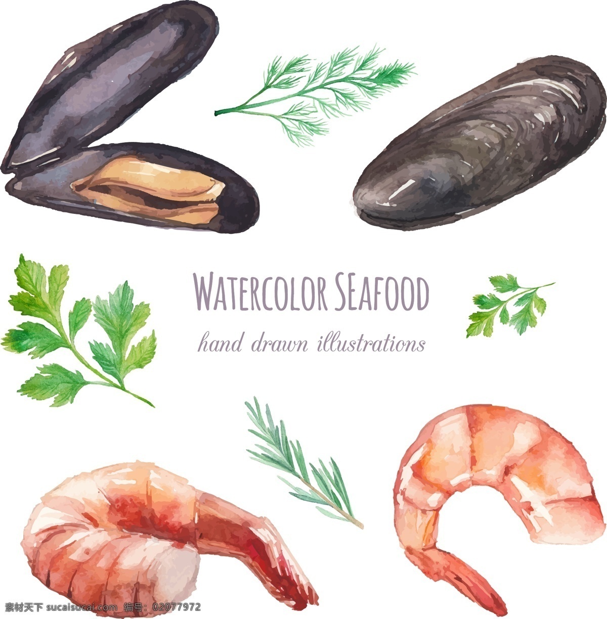 手绘 海鲜 食 材 插画 海虹 贝类 食材 水彩绘 去头虾