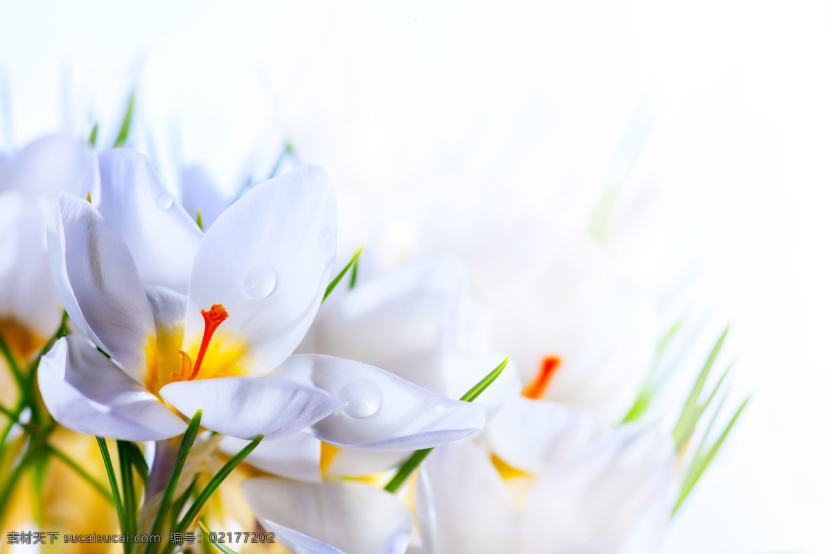 美丽鲜花背景 春天鲜花 美丽鲜花 花朵 花卉 鲜花背景 梦幻背景 花草树木 生物世界 白色