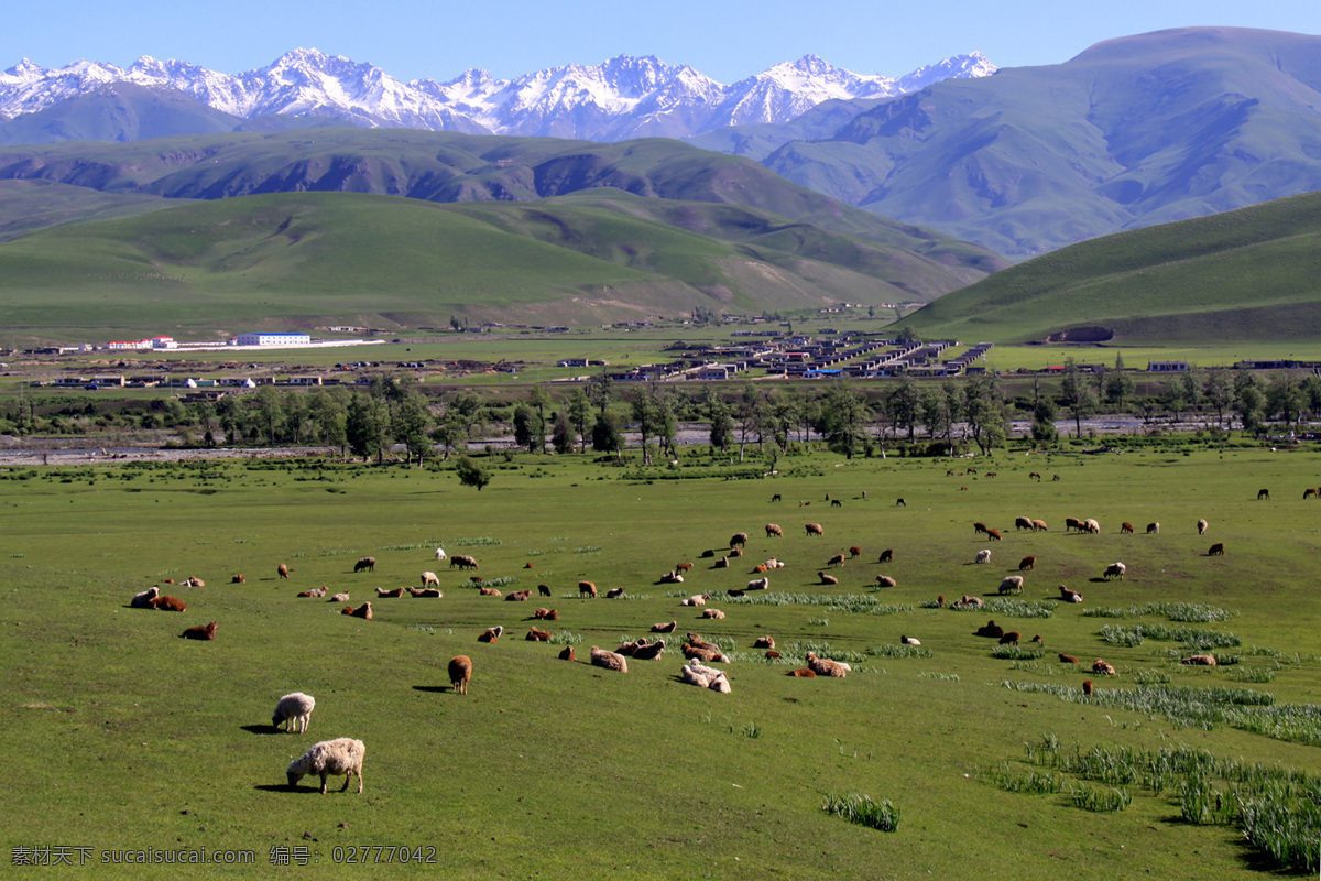 那拉提草原 蓝天 白云 雪山 草原 牛羊 新疆美景 国内旅游 旅游摄影