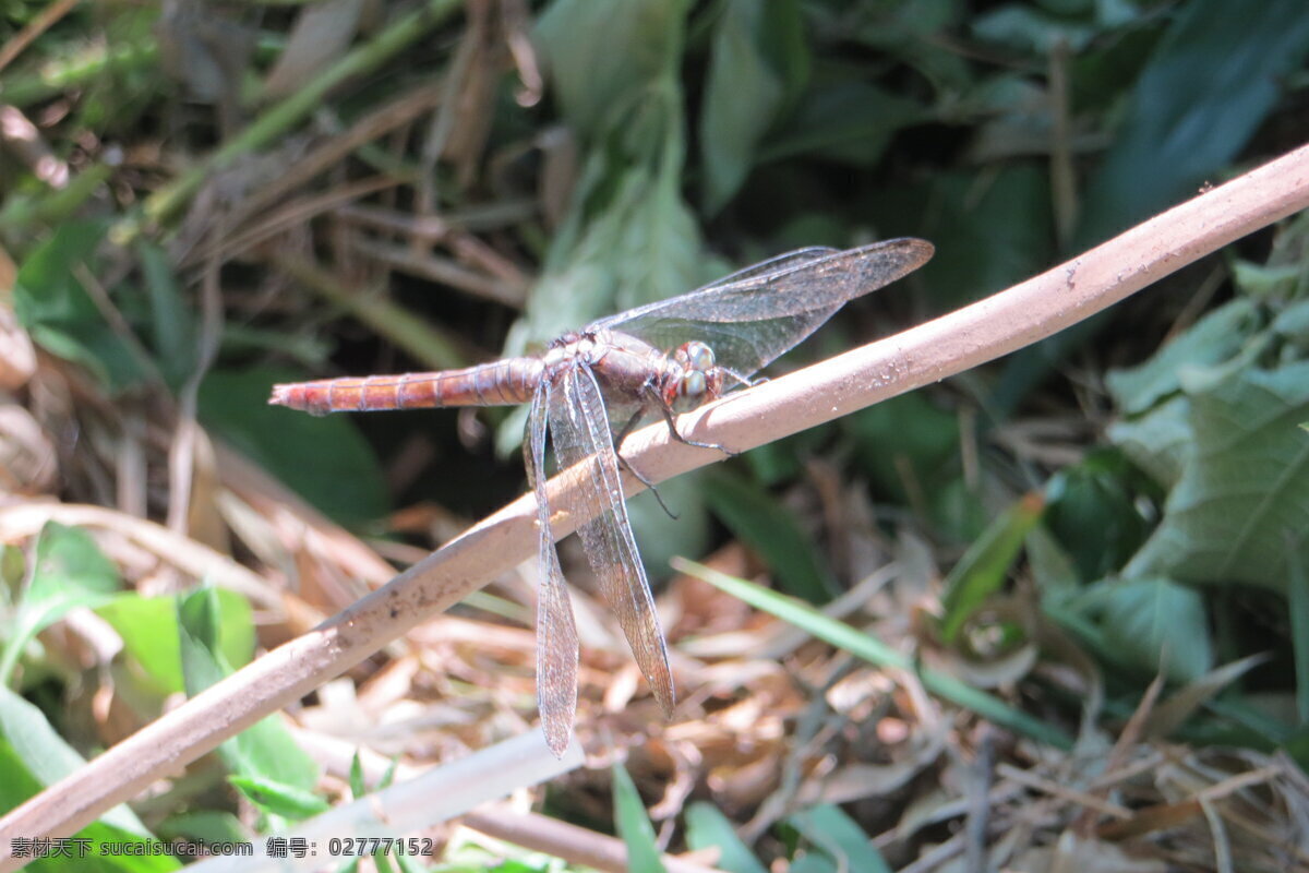 近景蜻蜓 蜻蜓 阳光下蜻蜓 一只蜻蜓 高清蜻蜓 生物世界 昆虫