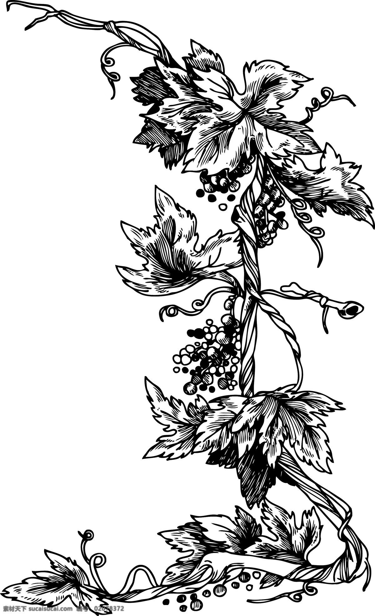 矢量花卉帧 白色