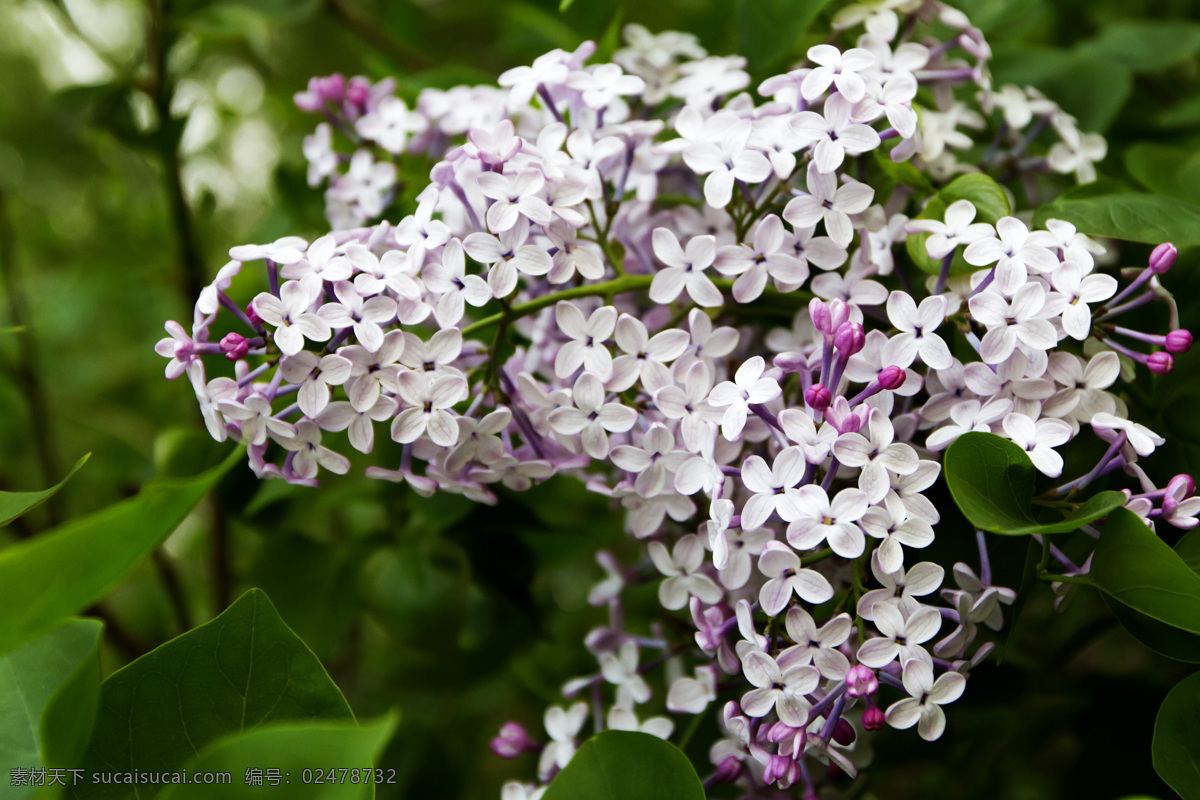 丁香 春天 淡紫色 丁香花 花草 花朵 生物世界 香气 阳光 psd源文件