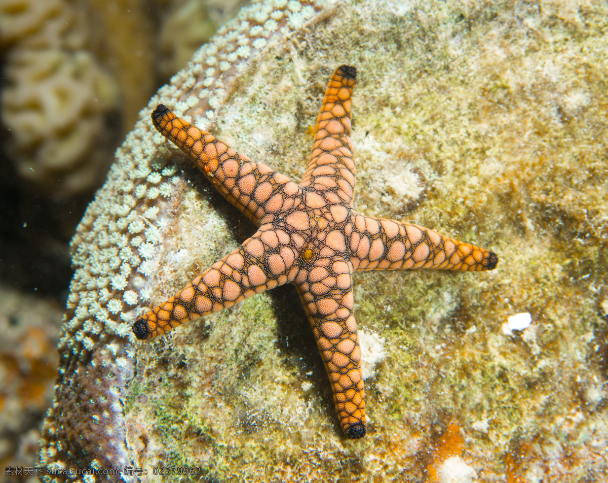 海星素材 海星 生物 海鲜 黄色