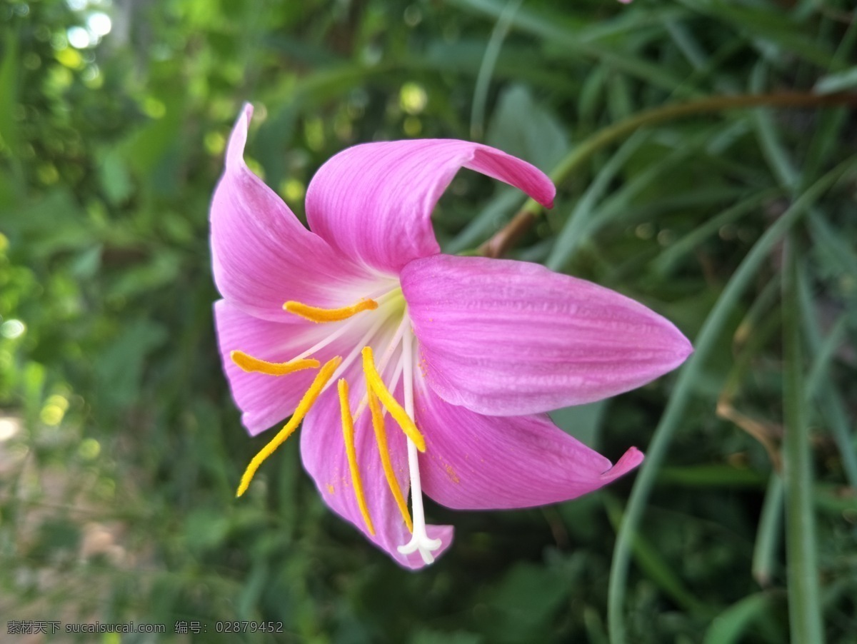 韭兰花 粉色 花朵 花草 鲜花 花瓣 盛开 植物 绿叶 生物世界