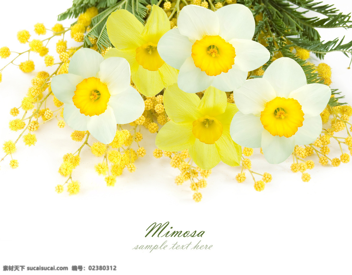 精美 娇美 黄色 白色 花束 春天 花朵 背景 春季 鲜花 美丽 娇艳 花草树木 生物世界