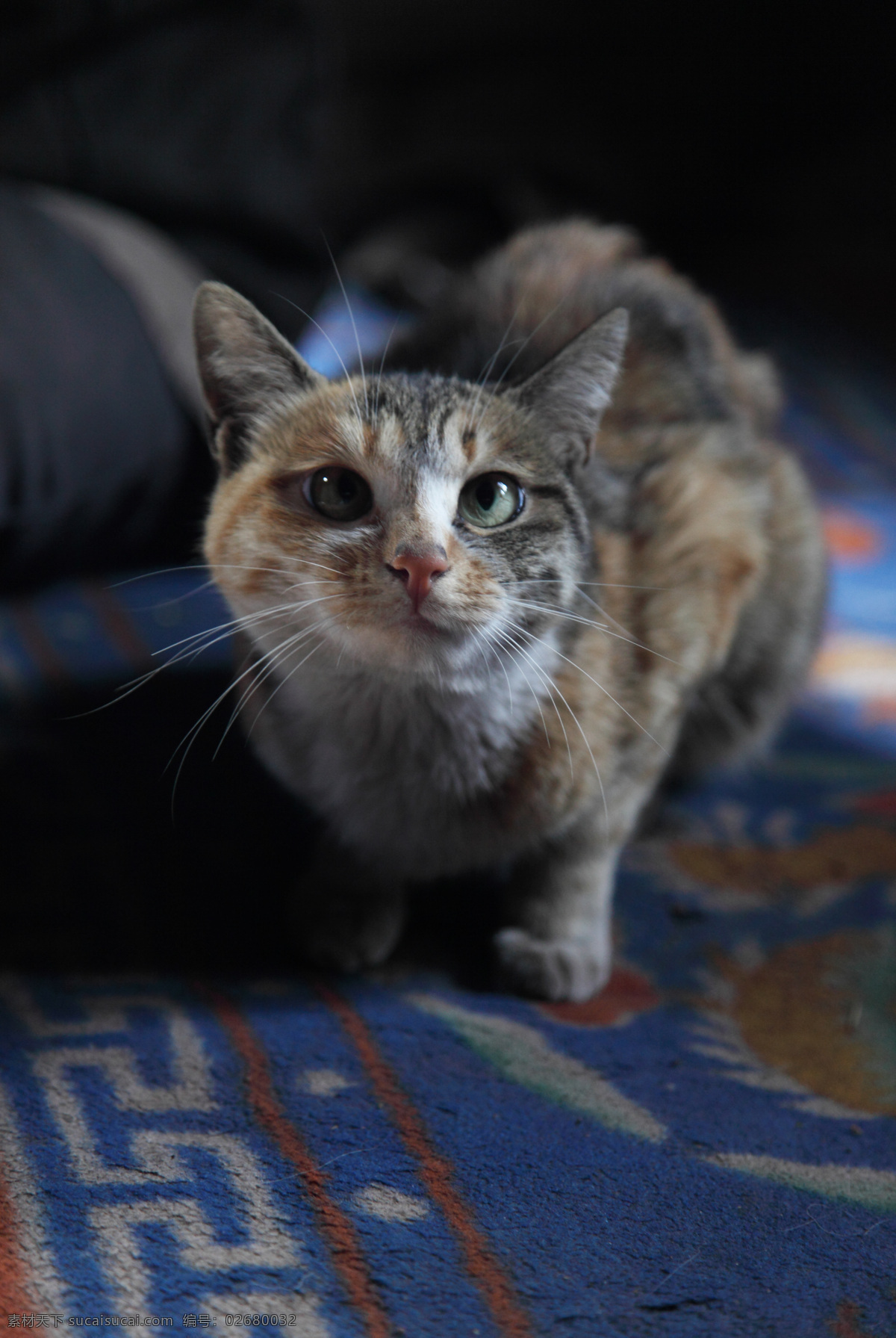 地毯 上 猫 矢量图 日常生活