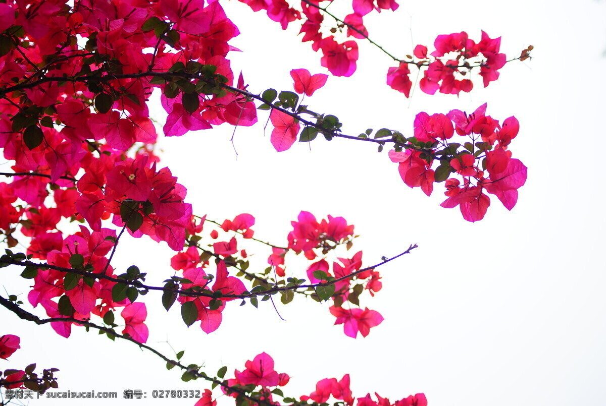 三角梅 灿烂 绚丽 绚烂 绿叶 植物 树叶 百花 粉花 花 鲜花 红色 靓花 花卉 红色花 花草 生物世界