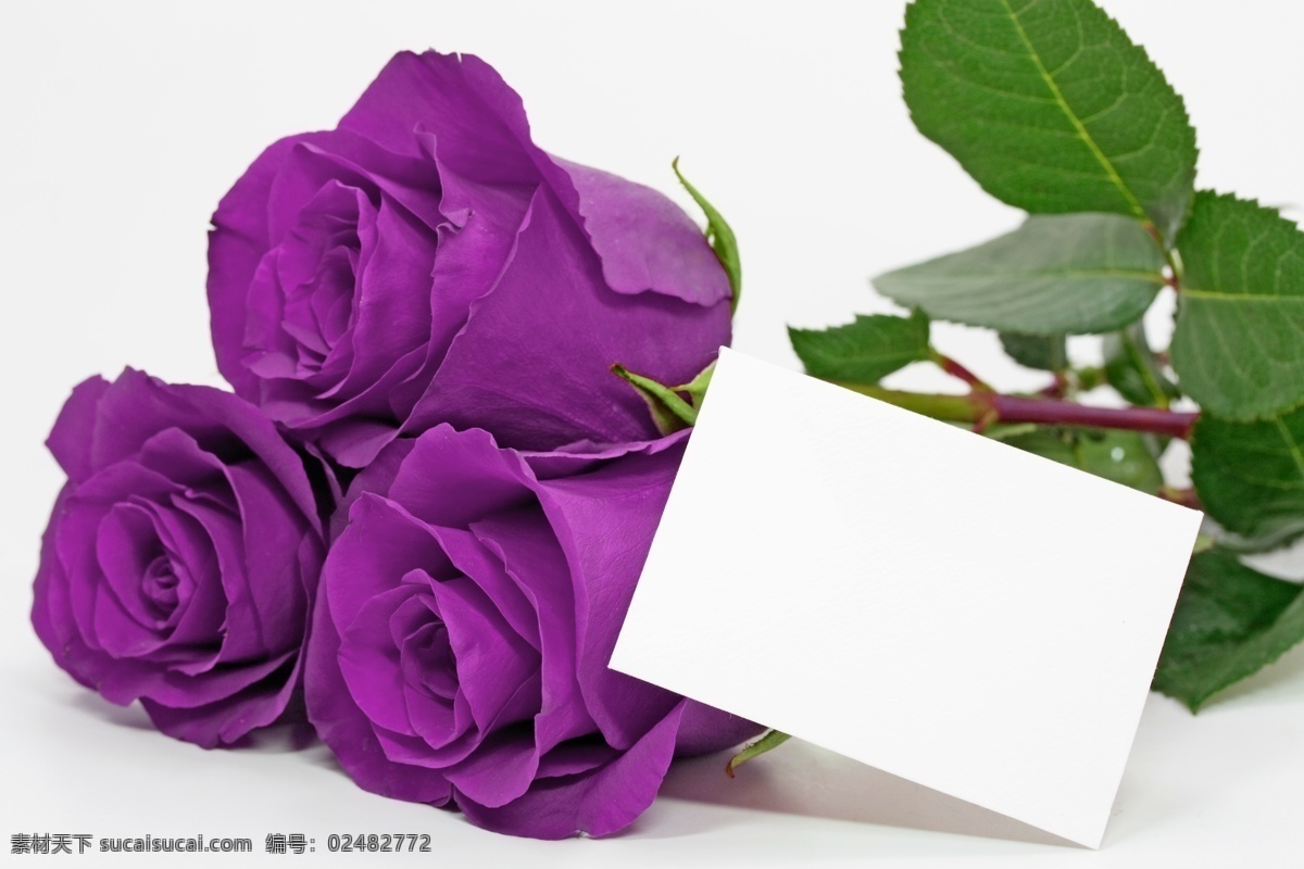唯美 紫色 玫瑰花 高清 鲜花 情人节 花瓣 空白